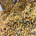Pollen حبوب اللقاح